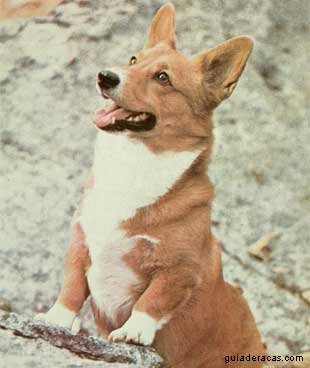 Welsh Corgi Pembroke