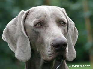 Weimaraner