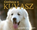 Kuvasz