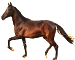 Cavalo Mangalarga Marchador