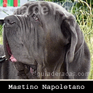 Mastino Napoletano (Mastim Napolitano)