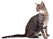 Gato Egyptian Mau