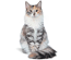 Gato Norwegian Forest