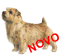 Norfolk Terrier