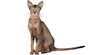 Gato Oriental