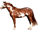 Paint Horse