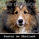 Pastor de Shetland