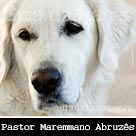 Pastor Maremano Abruzês