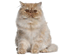 Gato Persa