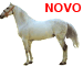 Cavalo Puro Sangue Lusitano