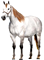 Cavalo Quarto de Milha