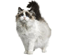Gato Ragdoll