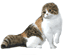 Scottish Fold