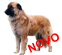 C&atilde;o da Serra da Estrela