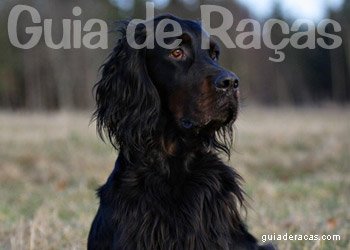 Setter Gordon
