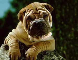 Shar Pei Shar Pei