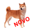Shiba