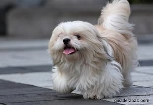 Shih-Tzu
