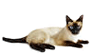 Gato Siam&ecirc;s