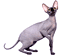 Sphynx
