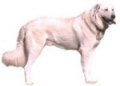 Akbash Dog