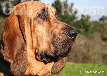 Bloodhound