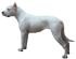 Dogo Argentino