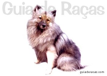 Keeshond