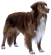 Duck Tolling Retriever