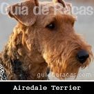 Airedale Terrier