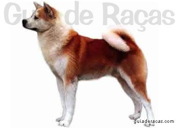 Akita