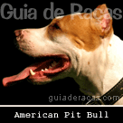 American Pit Bull Terrier