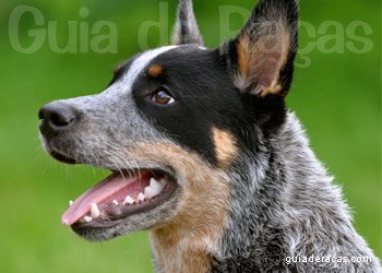 Australian Cattle Dog