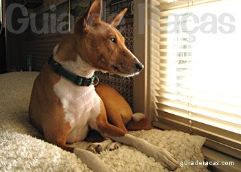 Basenji