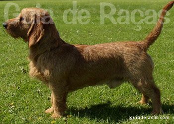 Basset Fulvo da Bretanha