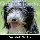 Bearded Collie