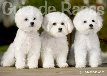 Bichon Frisé