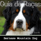 Bernese Mountain Dog