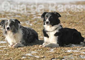 Border Collie
