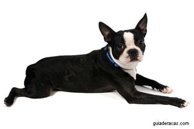 Boston Terrier