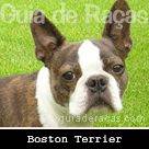 Boston Terrier