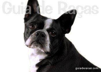 Boston Terrier