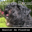Bouvier de Flandres
