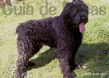 Bouvier de Flandres