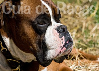 Boxer