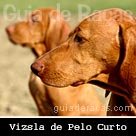 Braco H&uacute;ngaro de Pelo Curto (Vizsla)