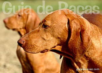 Braco H&uacute;ngaro de Pelo Curto (Vizsla)