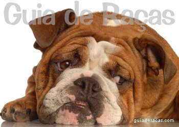 Bulldog