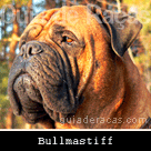 Bullmastiff