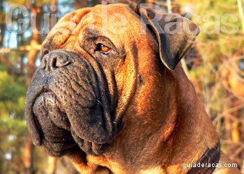 Bullmastiff
